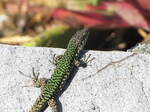 SX19544 Green and black lizard Cinque Terre Coastpath, Italy.jpg